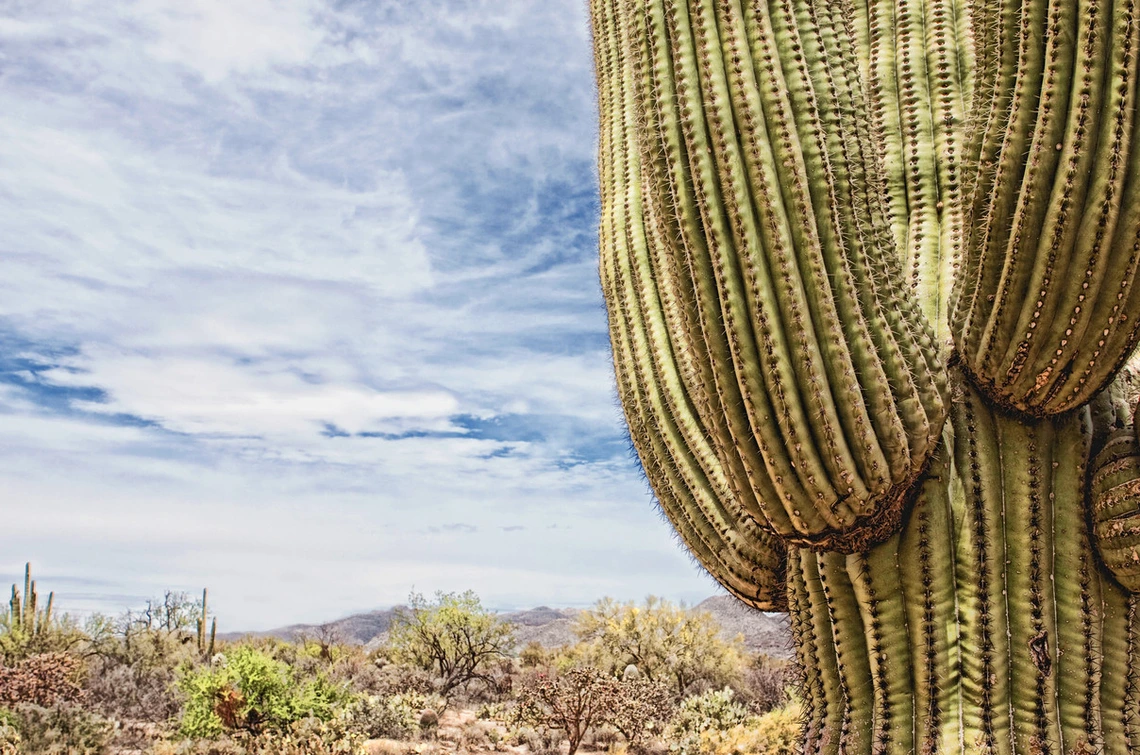 desert