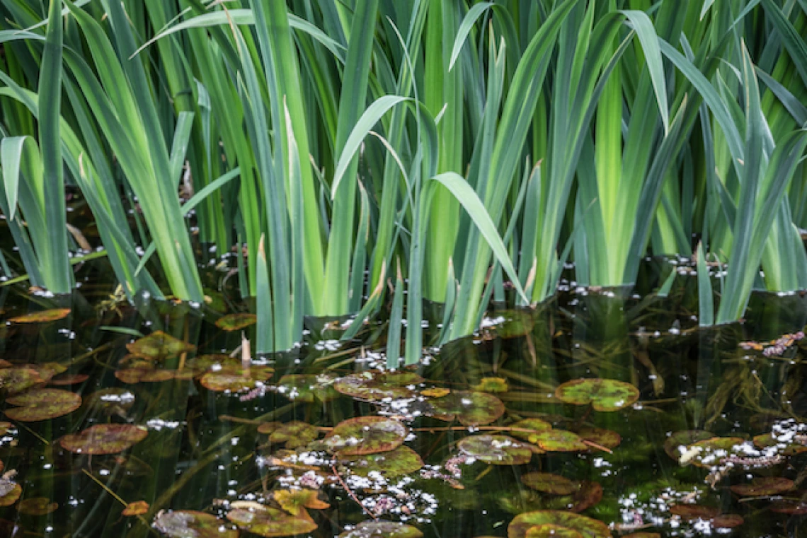 Water pond