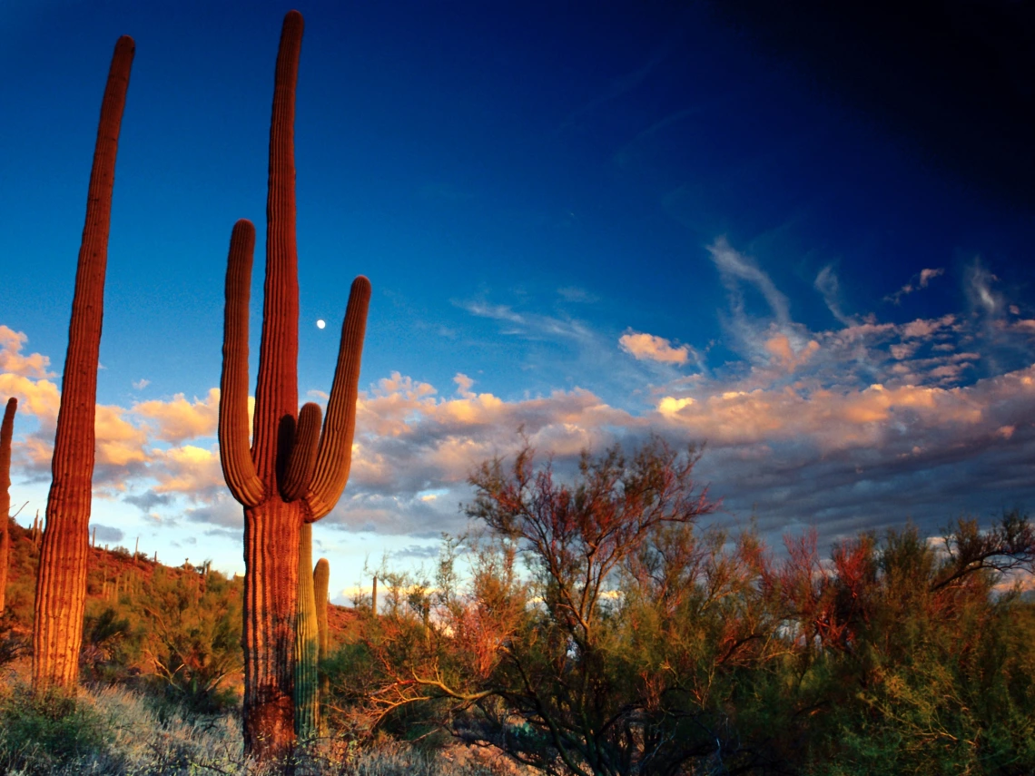 awards banner cactus